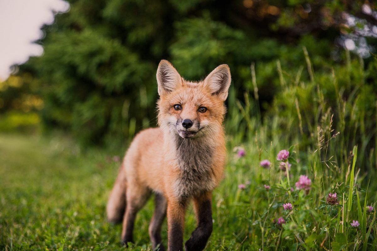 brown animal on green grass