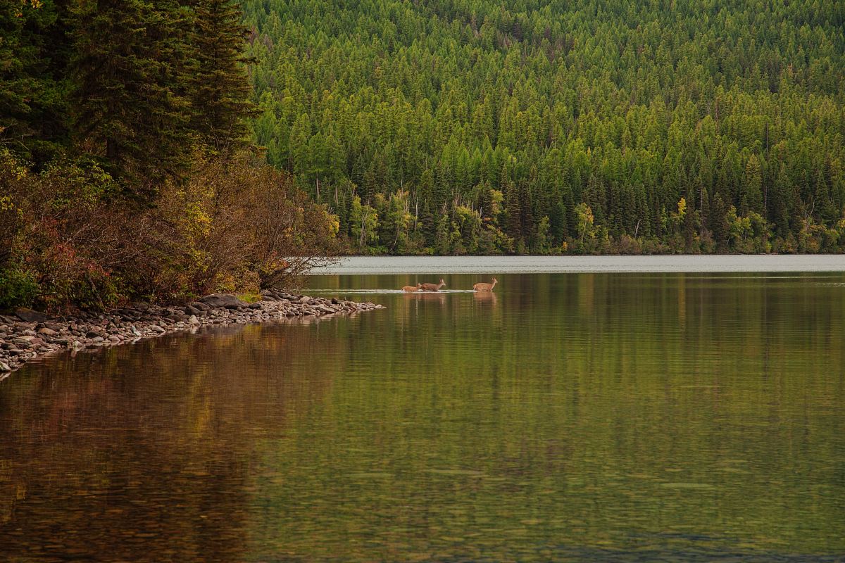brown animals crossing on the water during daytime