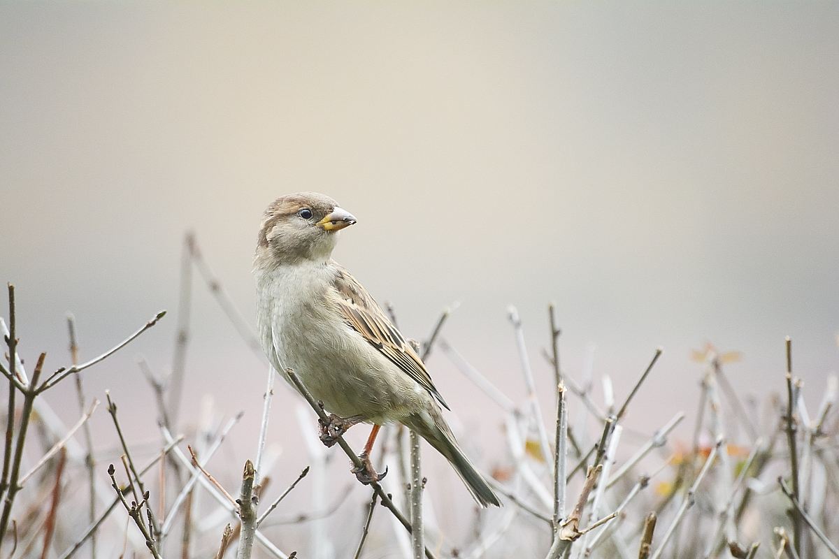 brown bird on the top of wood branch