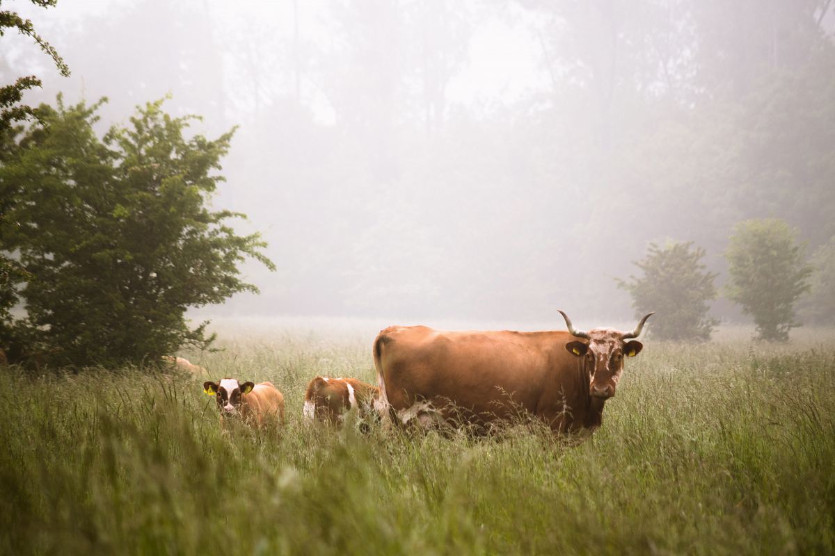 brown cattle in the middle of forest