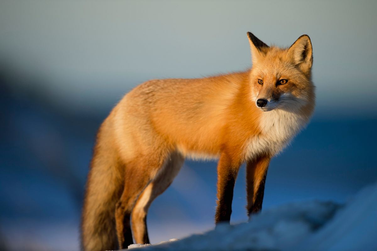 brown fox on snow field