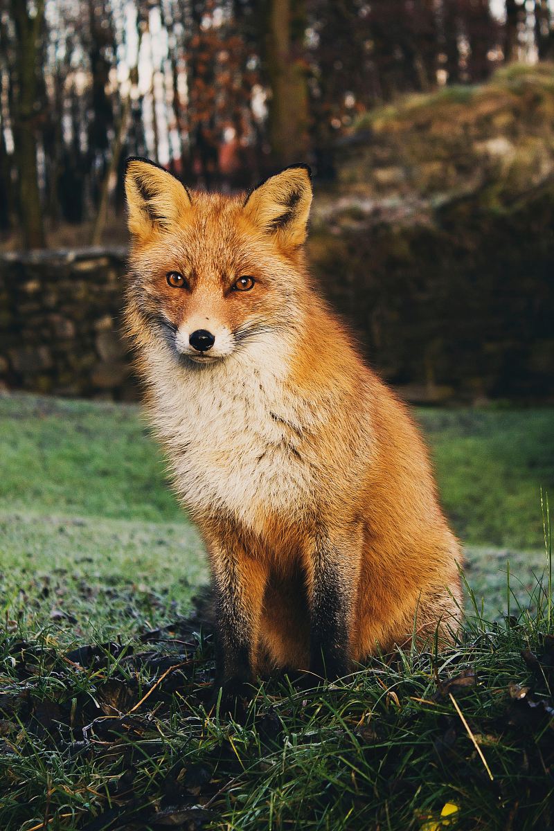 brown fox sitting on green grass field during daytime