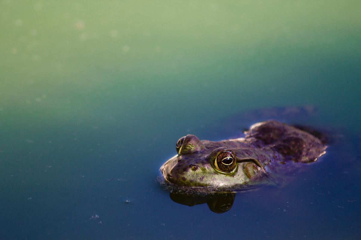 brown frog on river