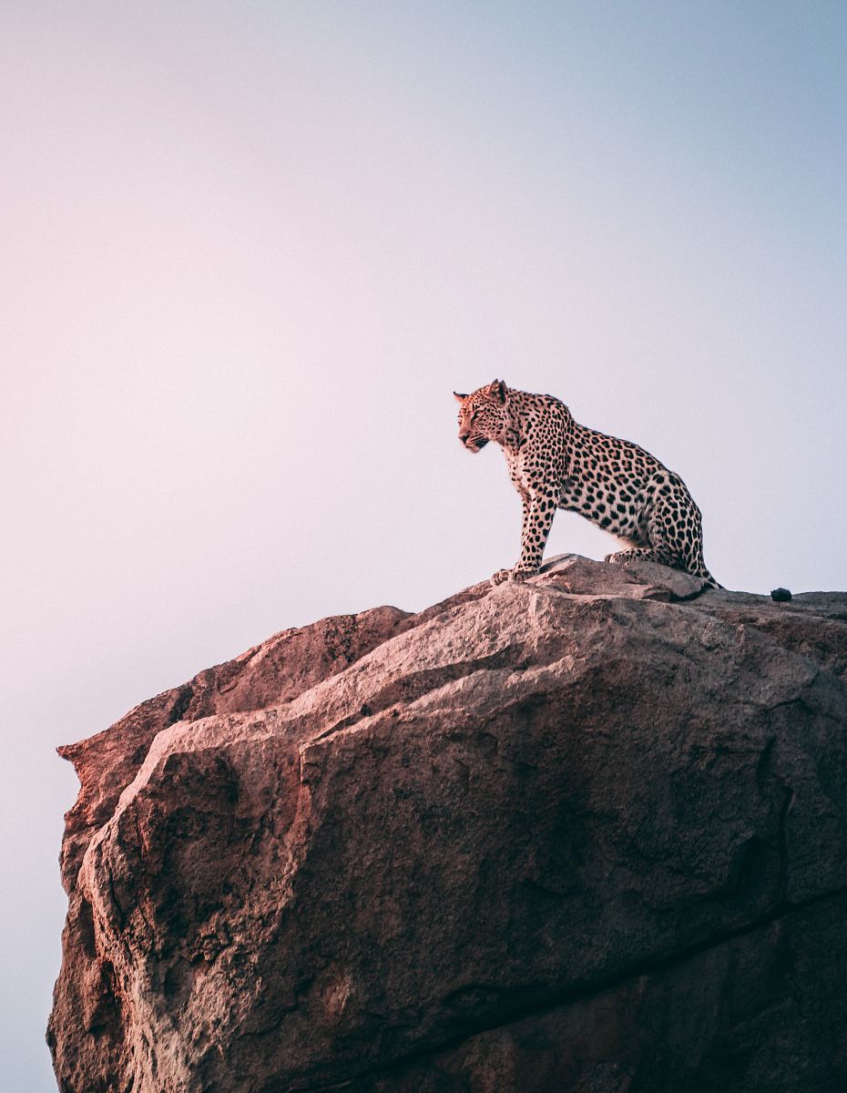 brown leopard on top of grey rock