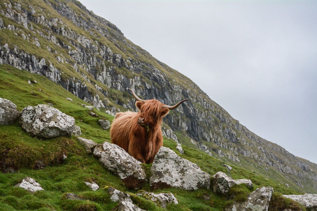 brown ox on mountain