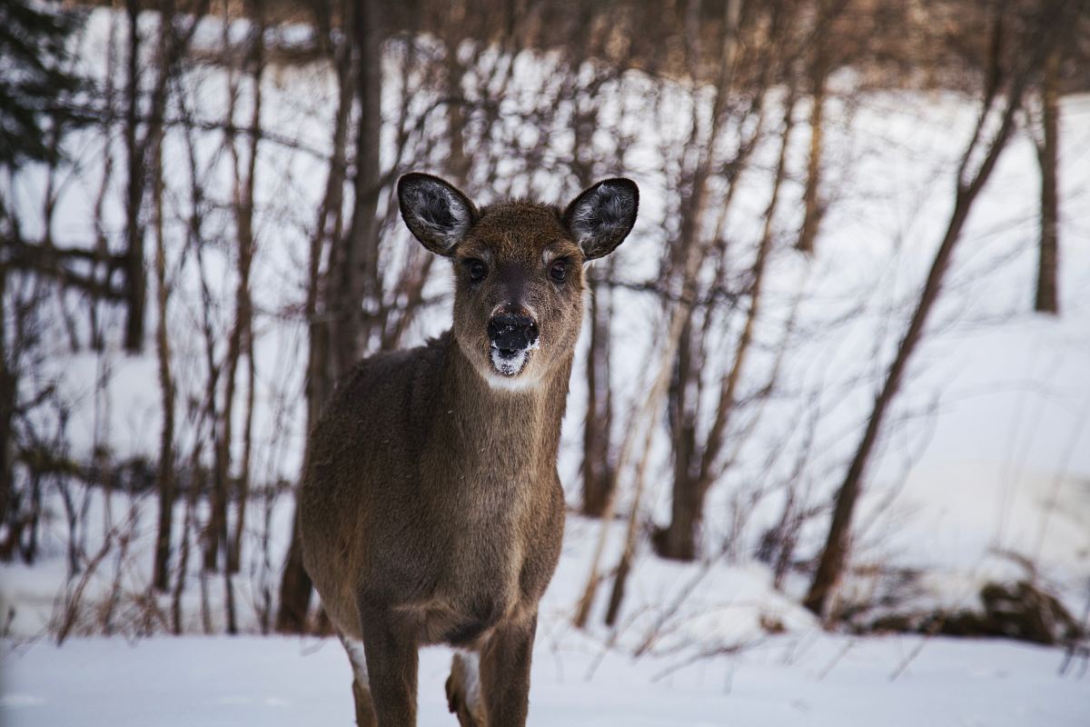 brown reindeer