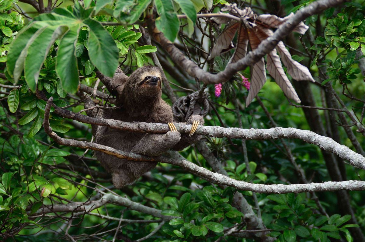 brown sloth climbs tree