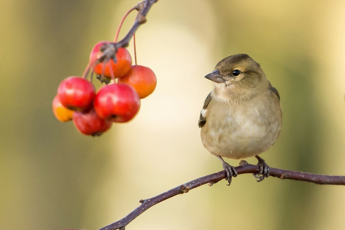 brown sparrow perched near red fruits