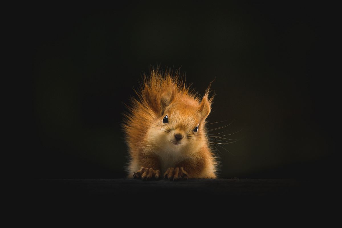 brown squirrel on black background