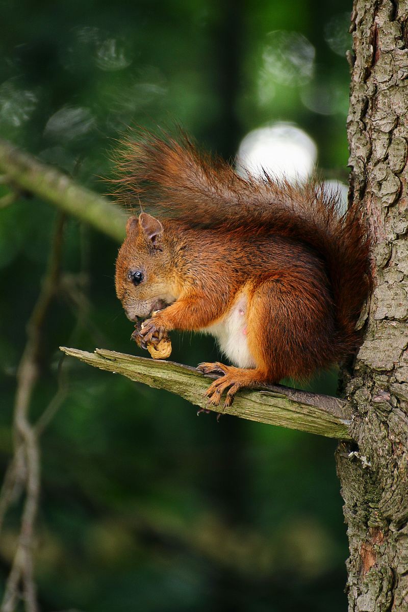 brown squirrel brown squirrel