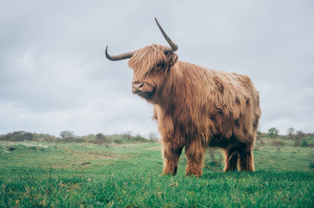 brown yak on green grass Image - Free Stock Photo