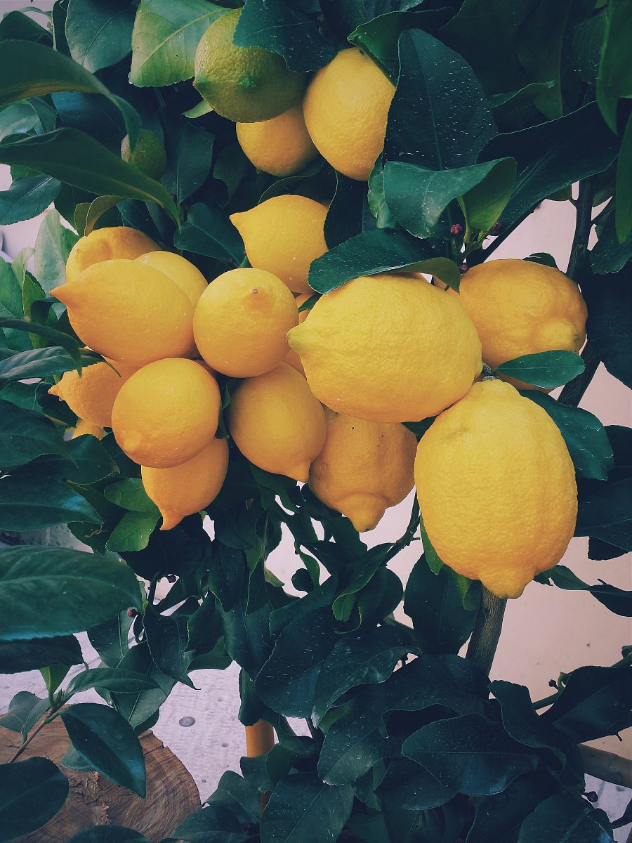 bunch of yellow lemon