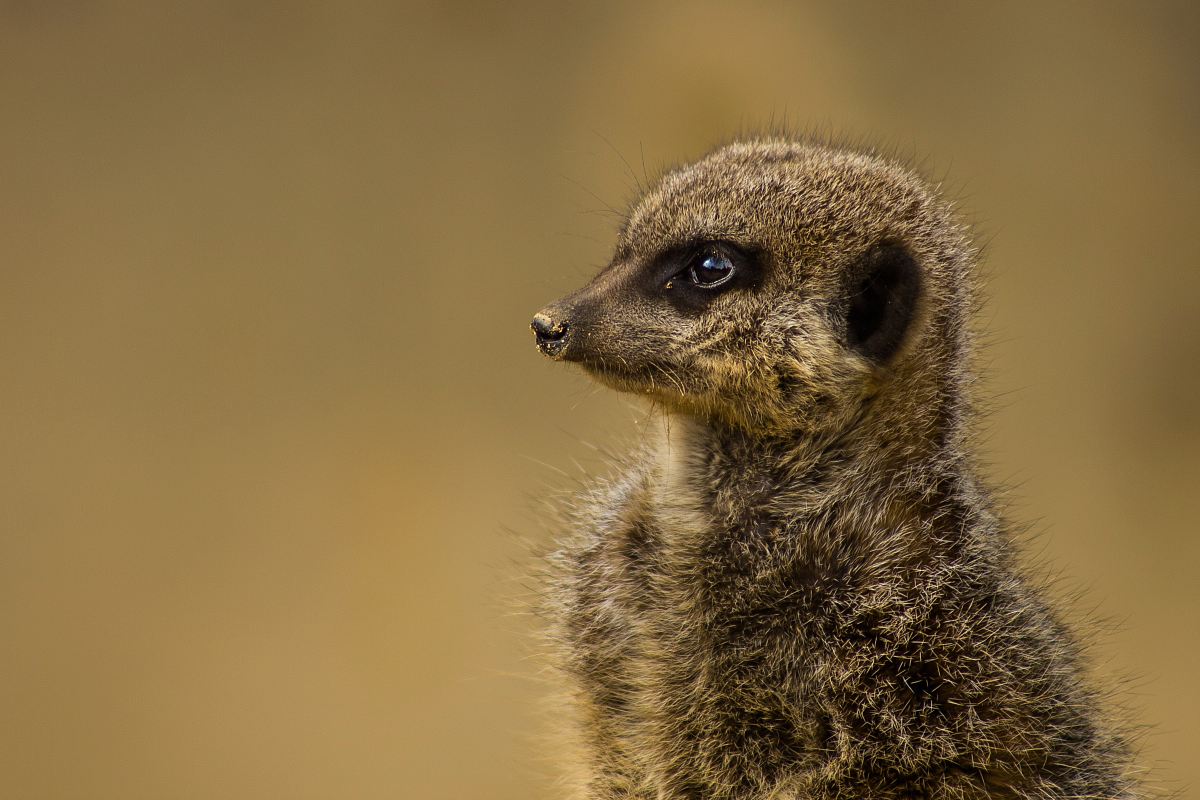 close up photography of gray rodent