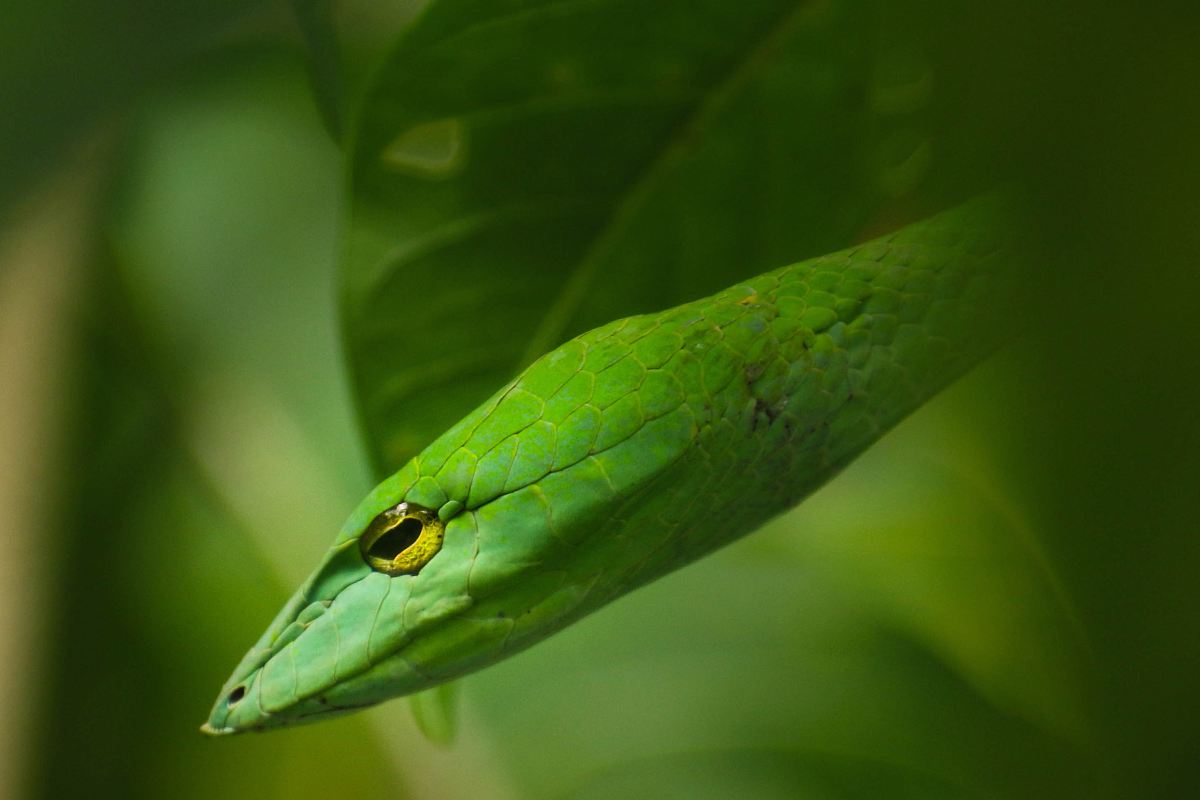 close-up photography of green snake