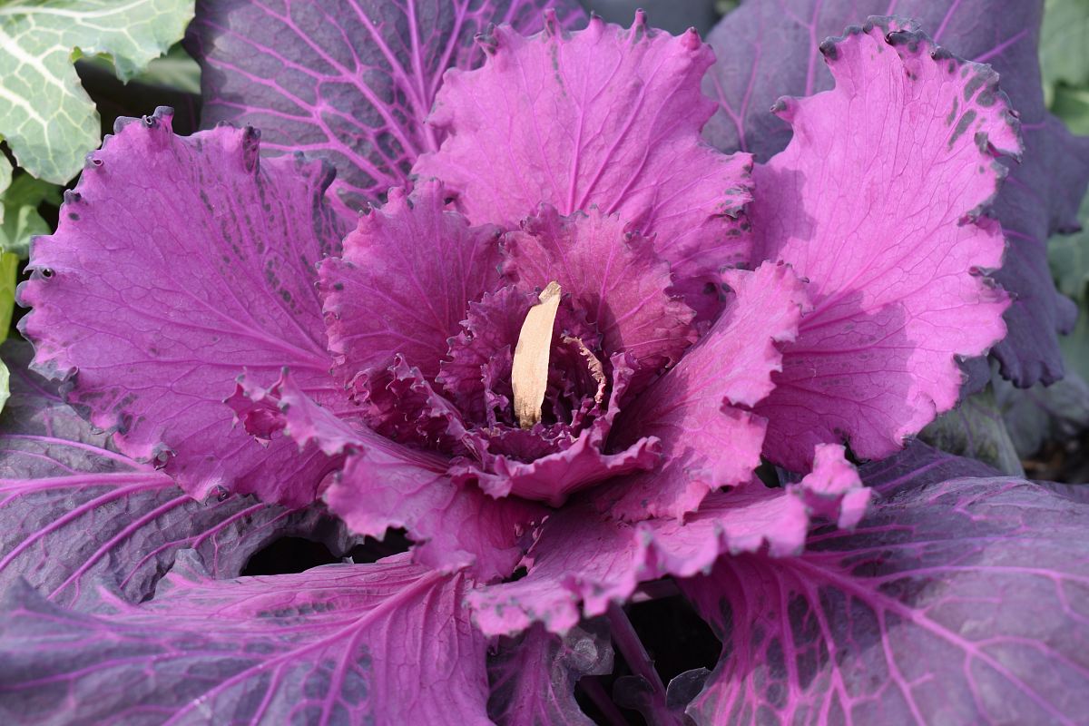 close up photography of purple plant at daytime
