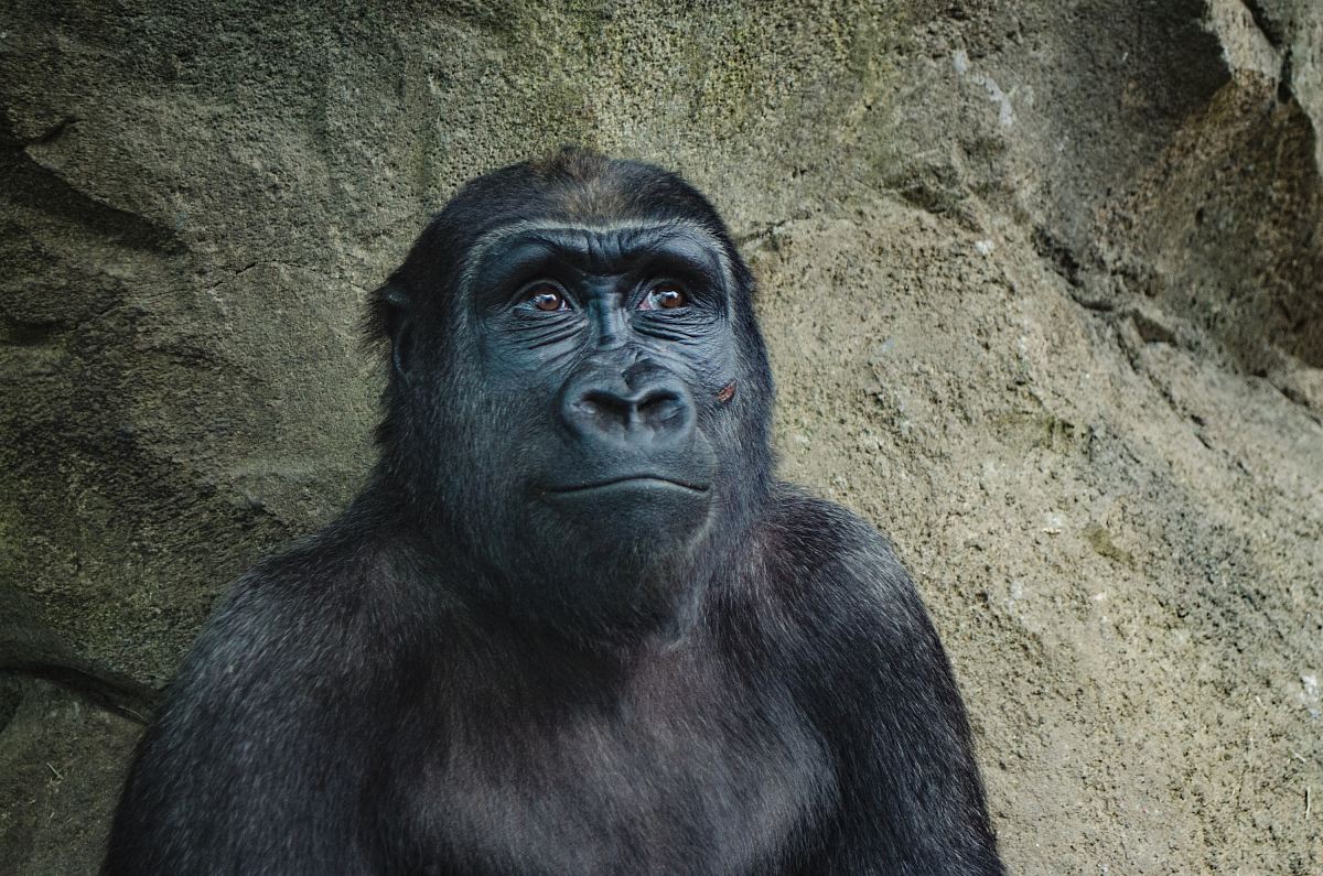 closeup photo of black gorilla