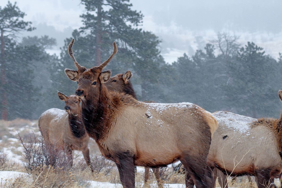 closeup photo of deer near trees