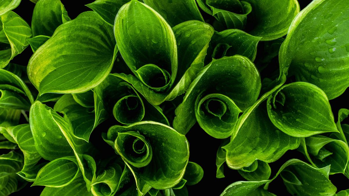 closeup photo of green leafed plants