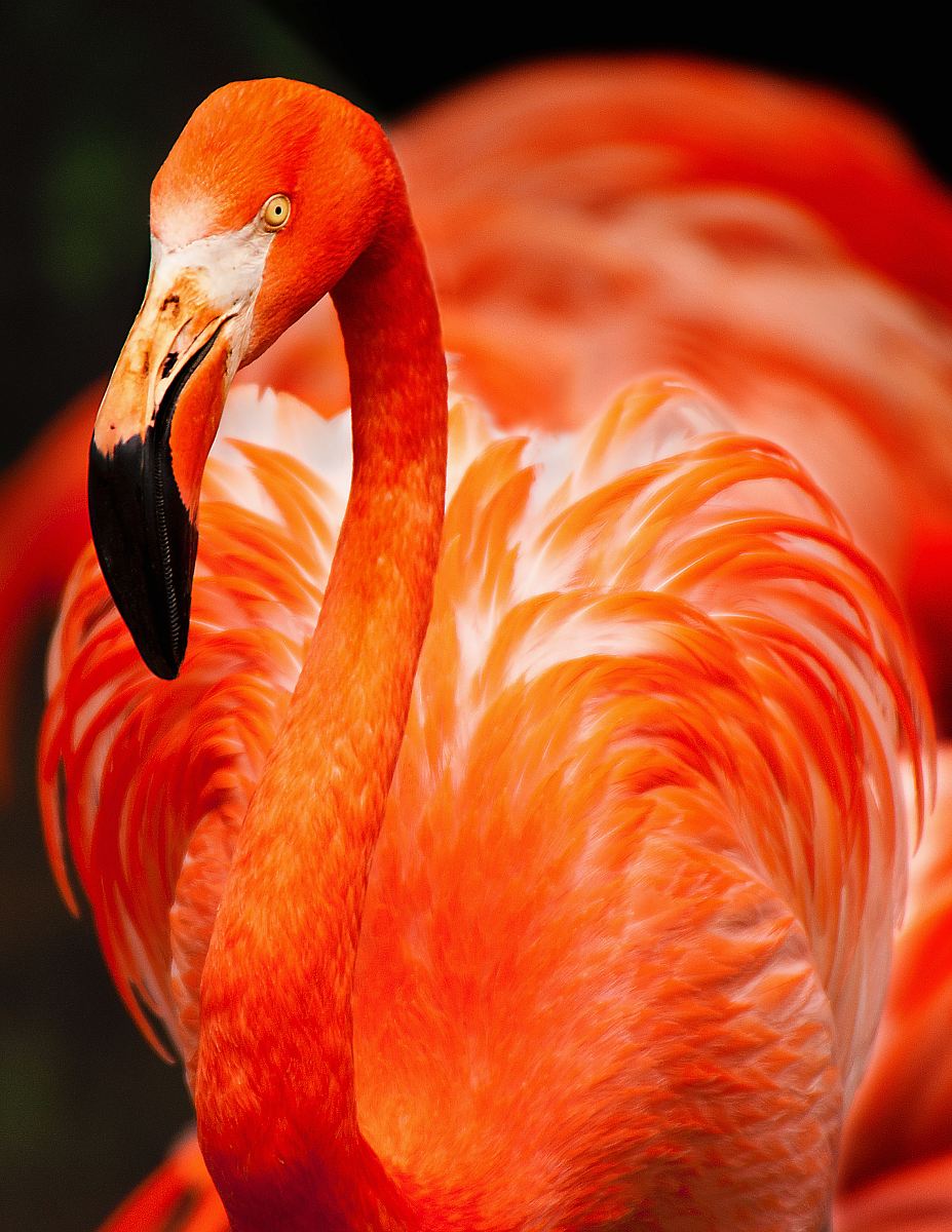 closeup photo of orange bird