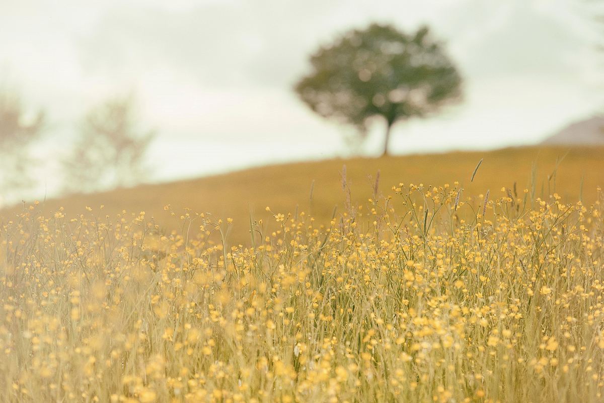 closeup photo of yellow petaled flowers