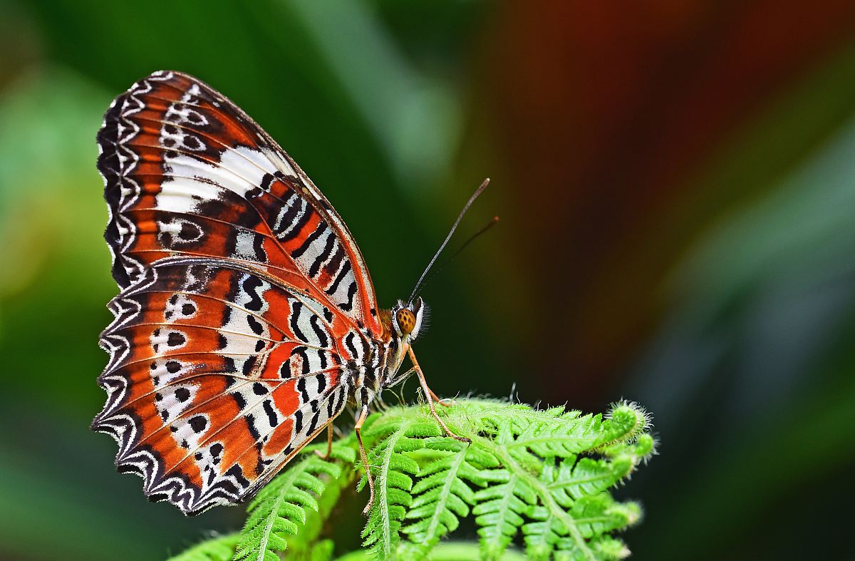 closeup photography of leopard lacewing butterfly perched on fern plant