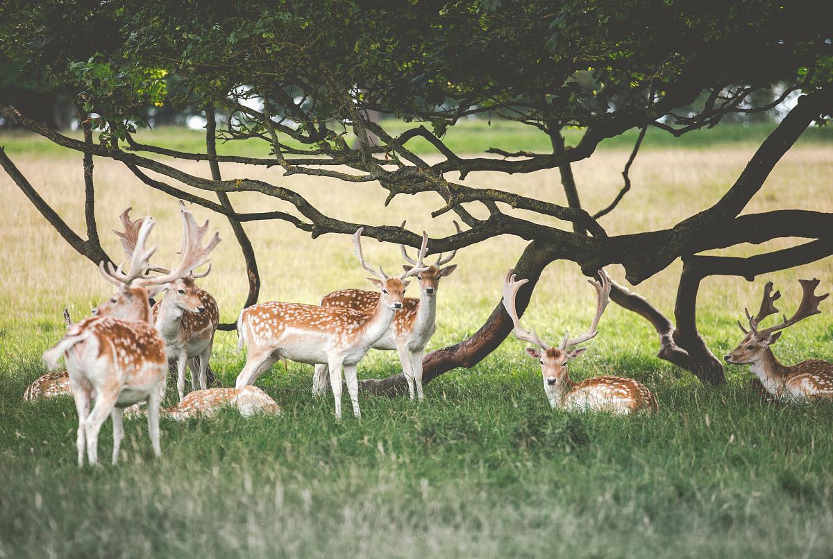 deer under tree during daytime