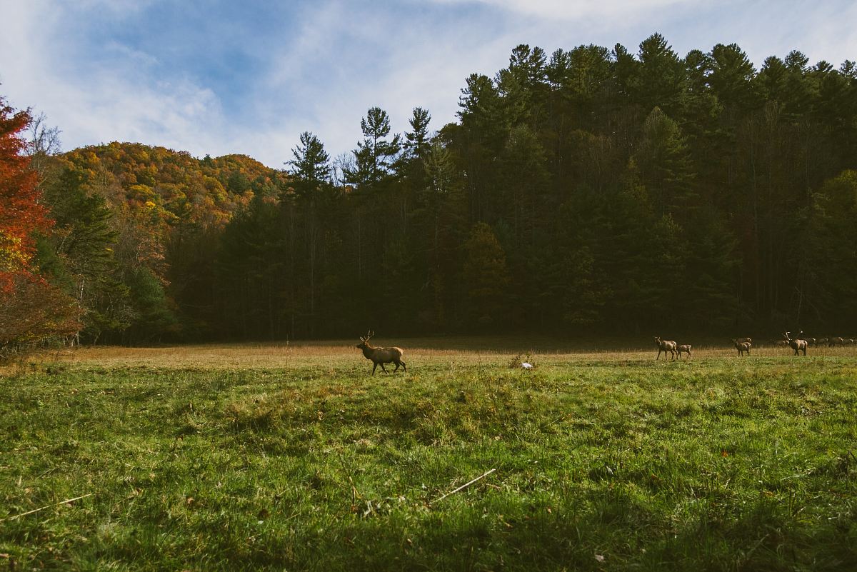 deer walking through grass field