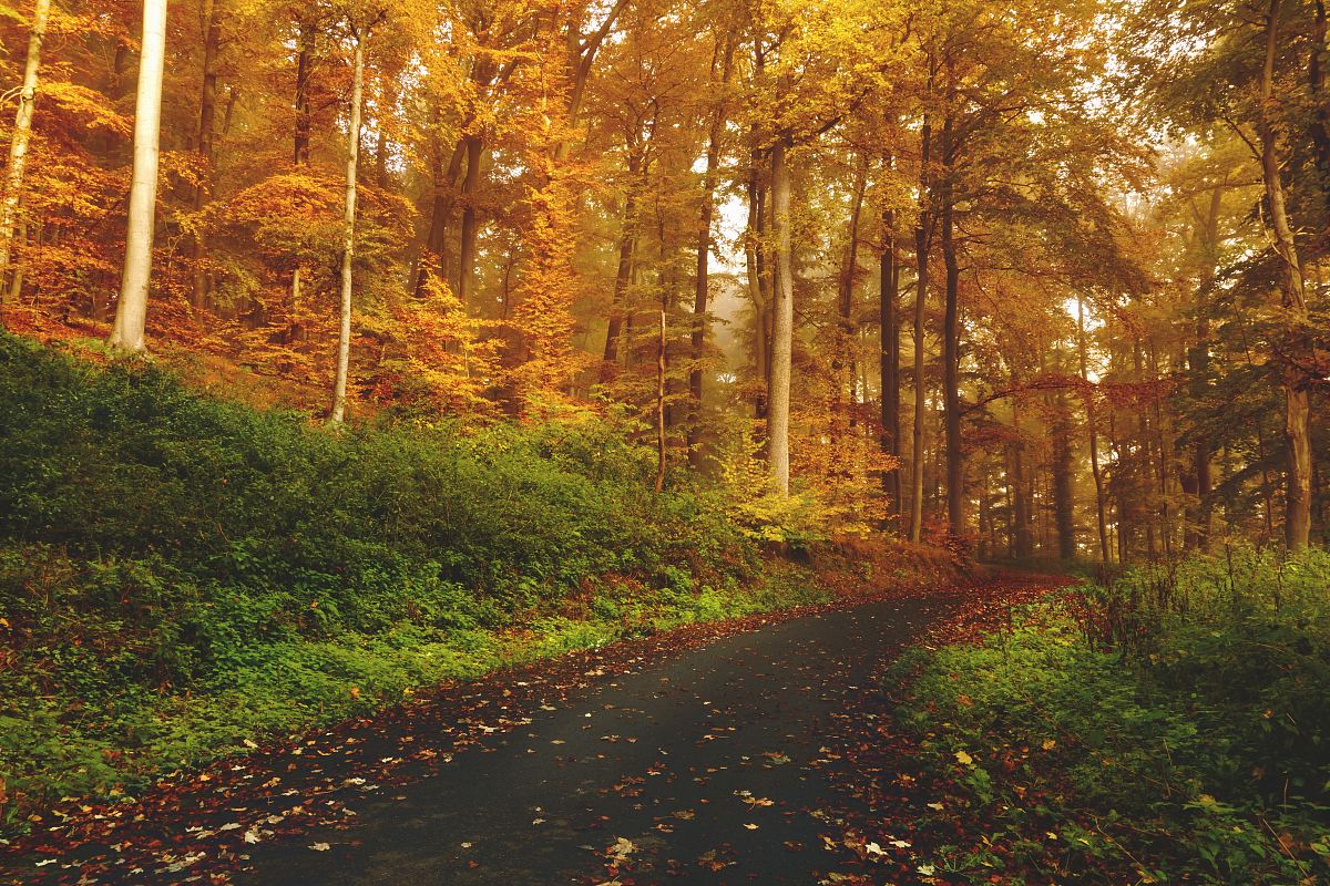 empty road between trees on forest