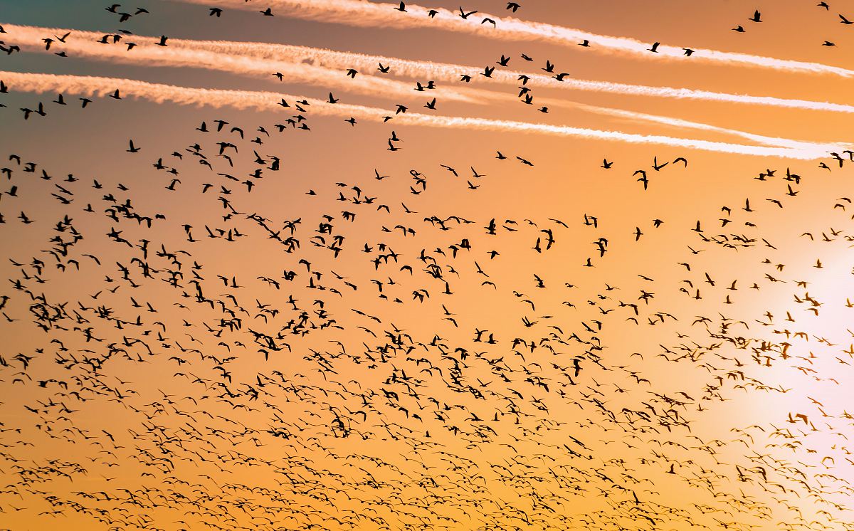 flock of birds