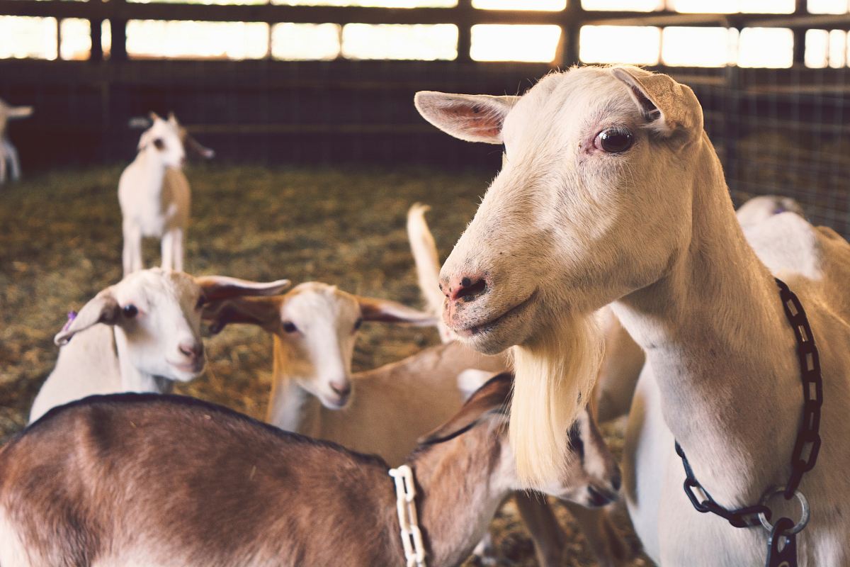flock of brown goat inside fence