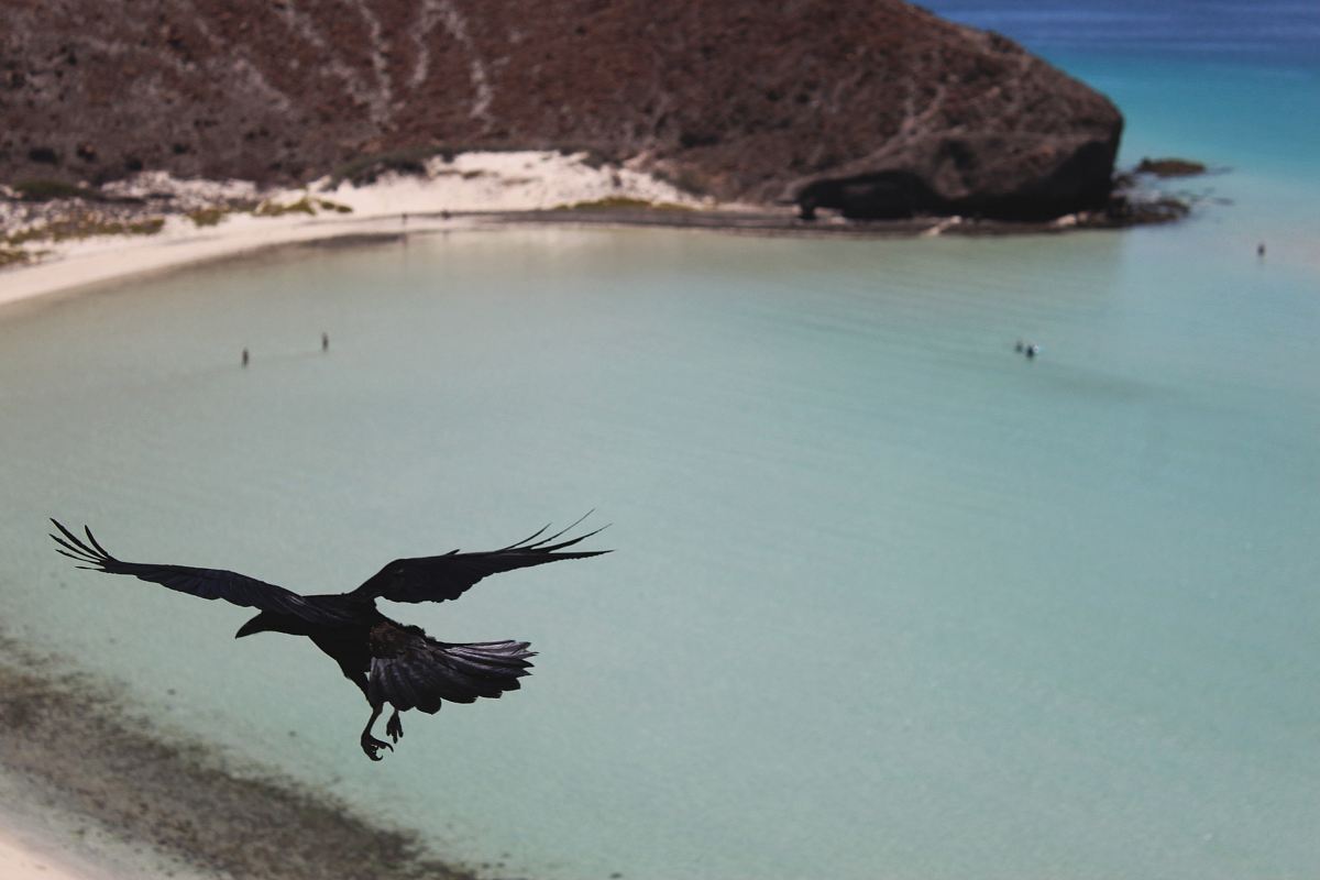 flying crow