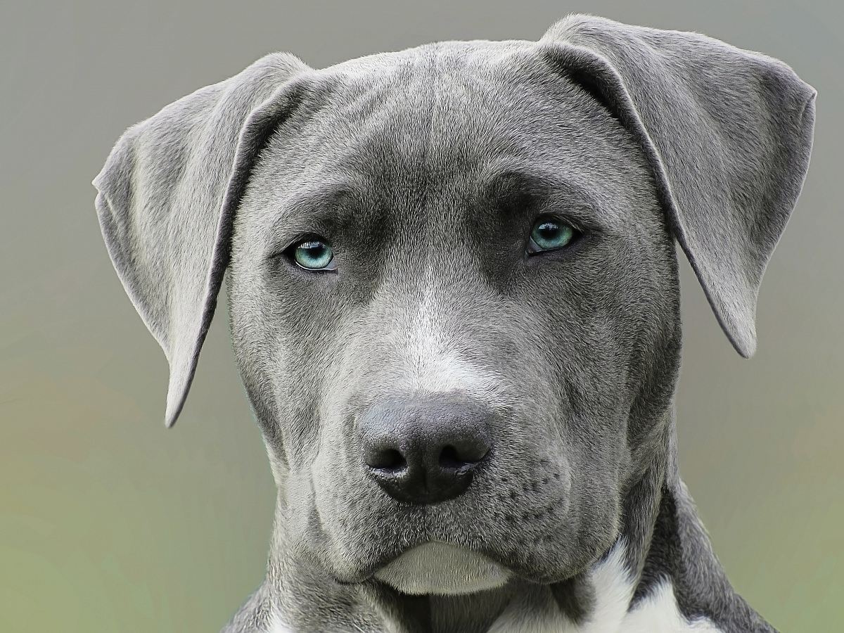 focus photography of grey dog during daytime