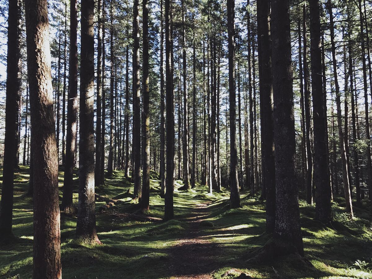 forest during daytime