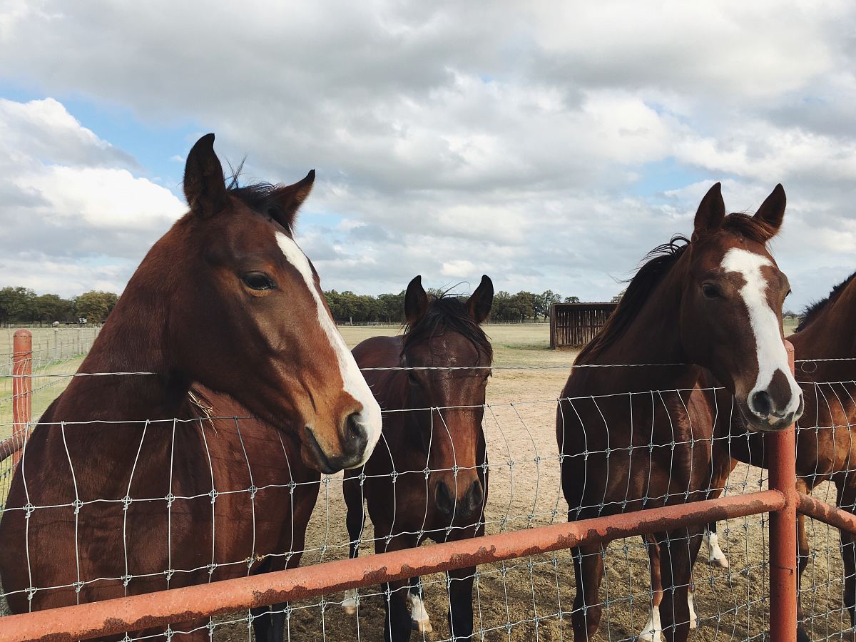 four brown horses behind fence