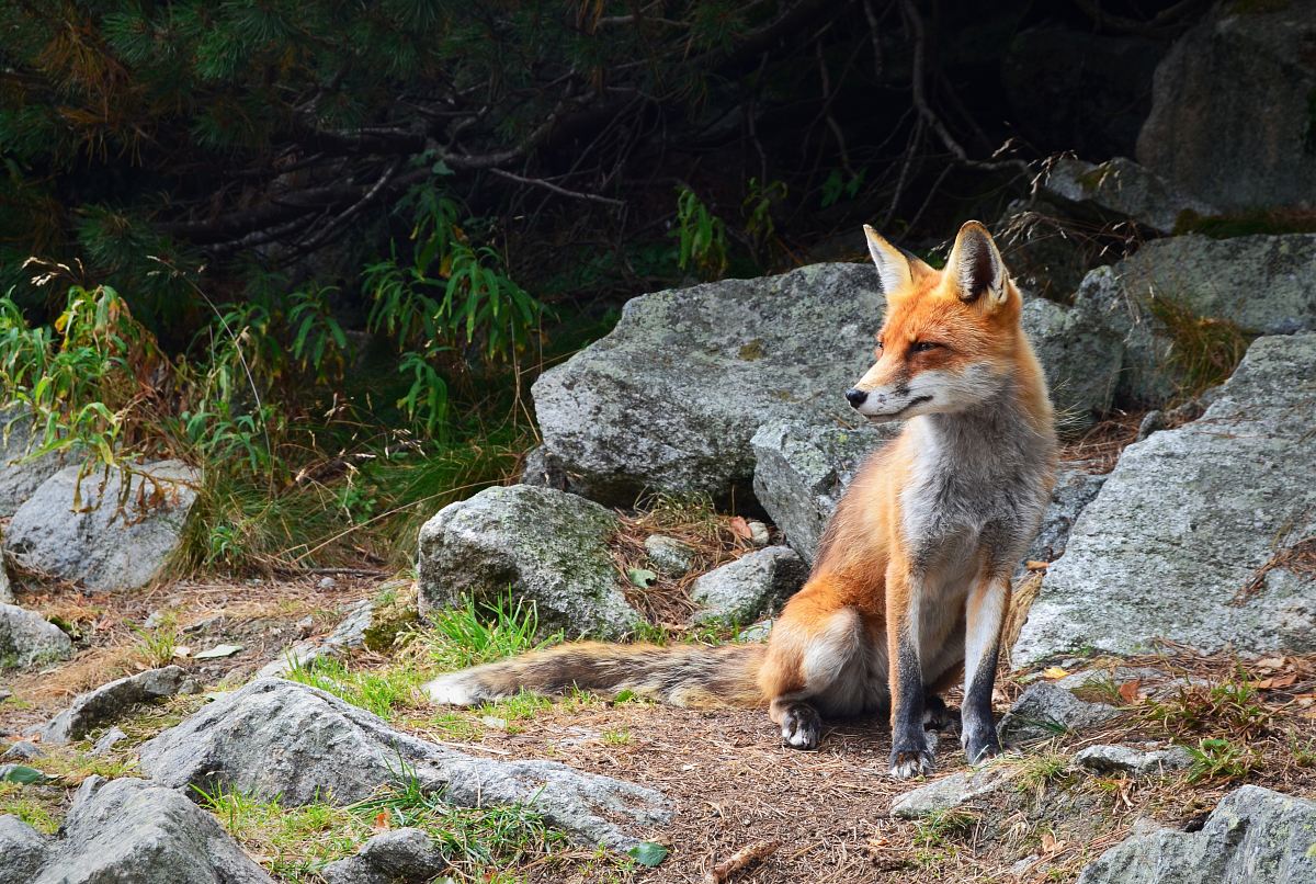 fox standing on brown soil with rocks