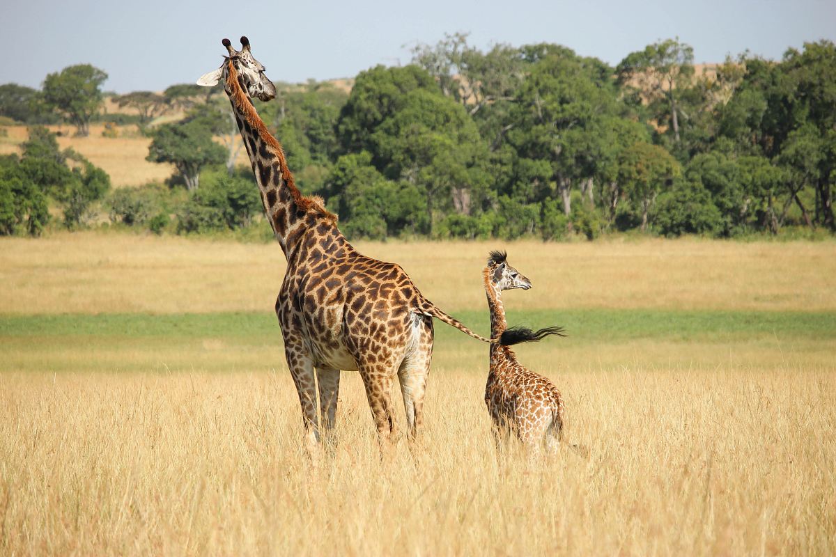 giraffe with young grazing on the field