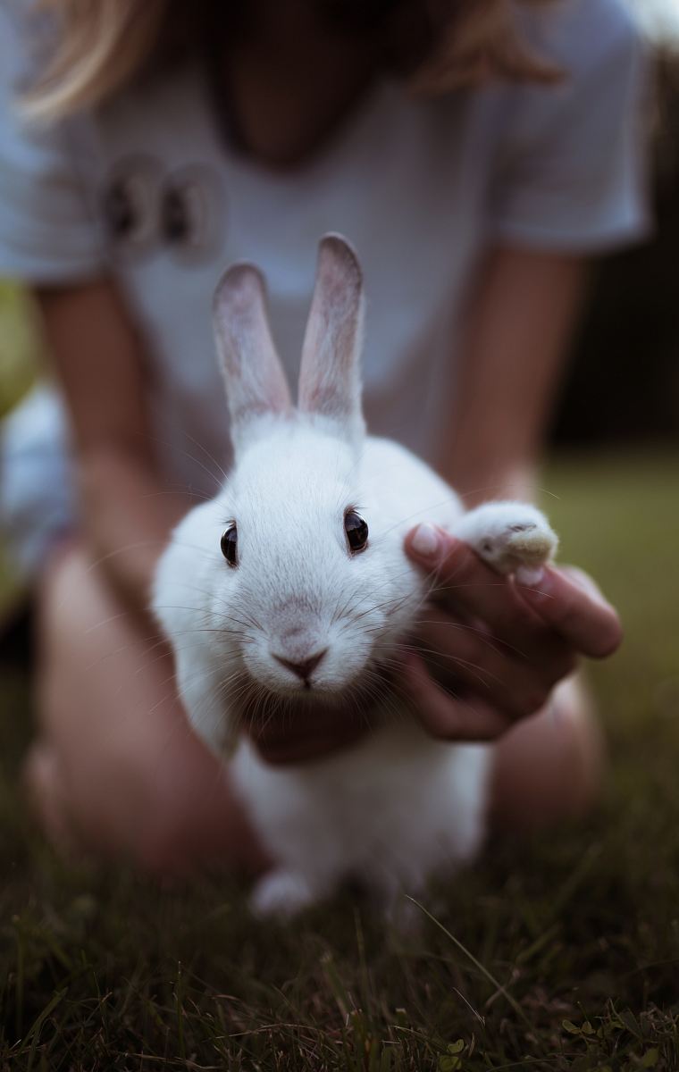 girl holding white rabbit