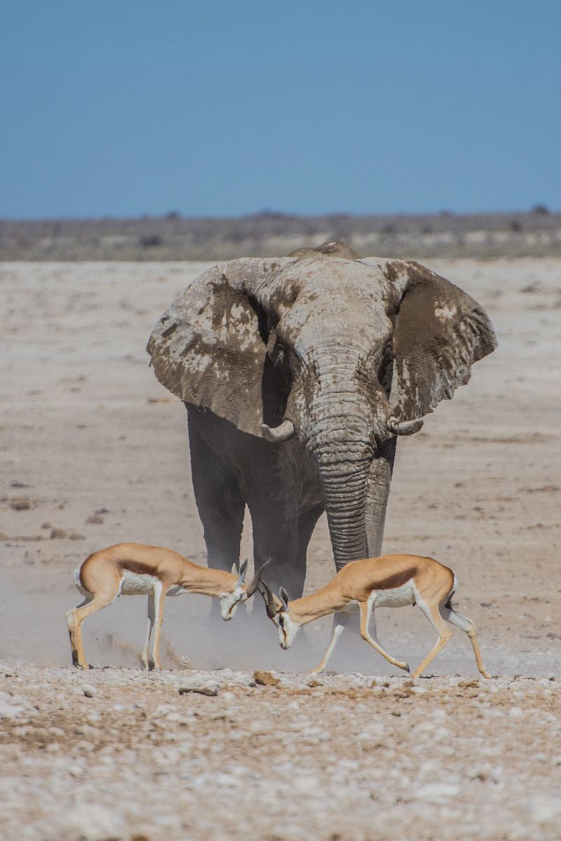 gray elephant near two deers