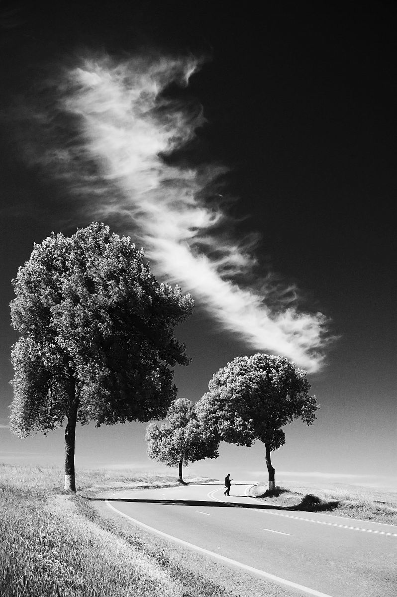 grayscale photo of person on road between trees