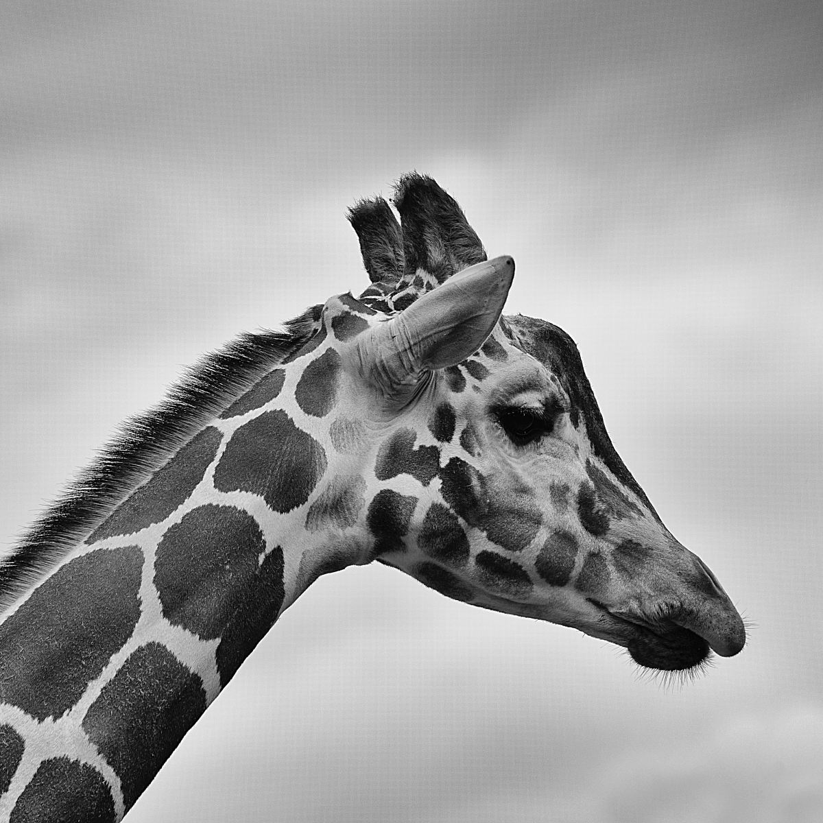 grayscale photography of giraffe