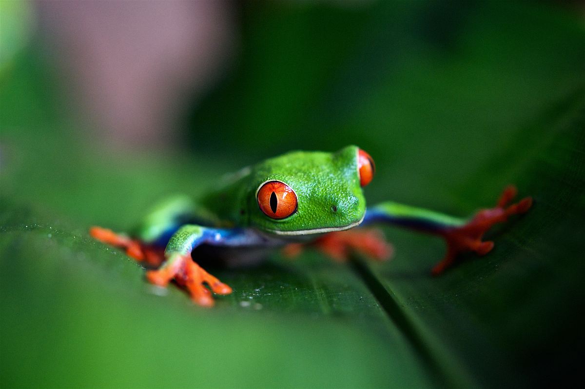 green frog on green leaf in selective focus photography