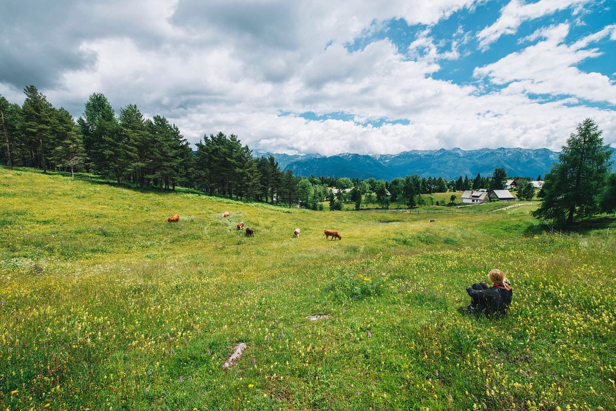 green grass field during daytime