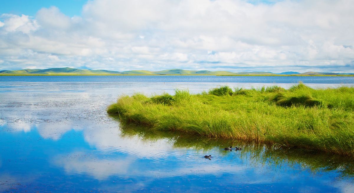 green grass near calm body of water