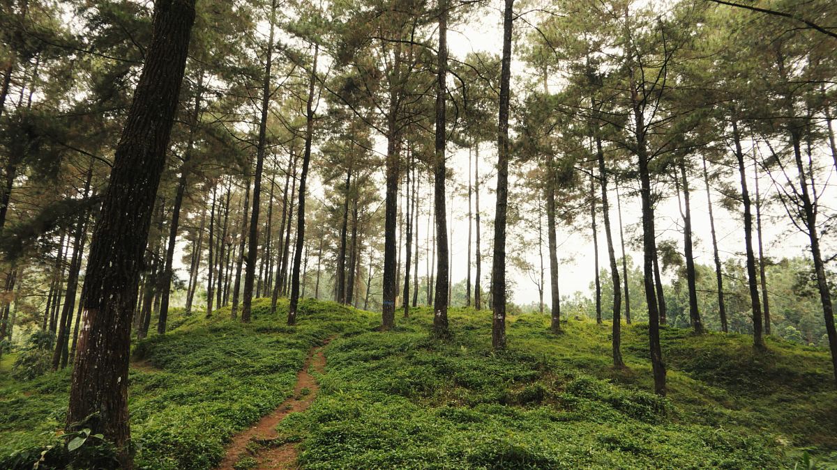 green-leafed trees during daytime