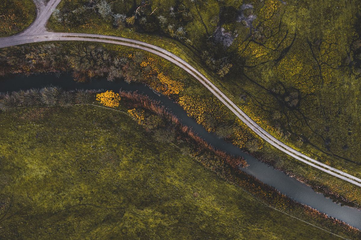 green-leafed trees