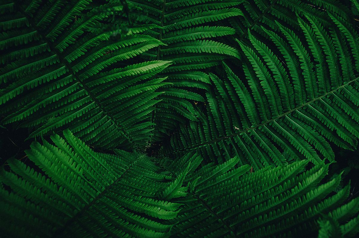 green leaves