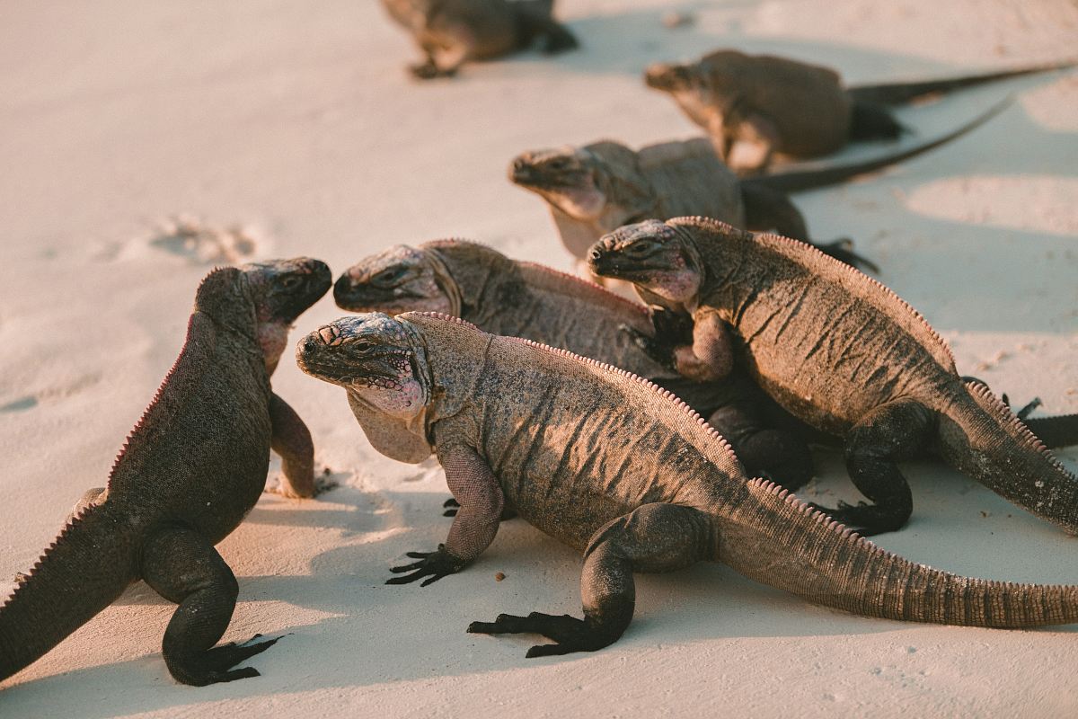 group of comodo dragons
