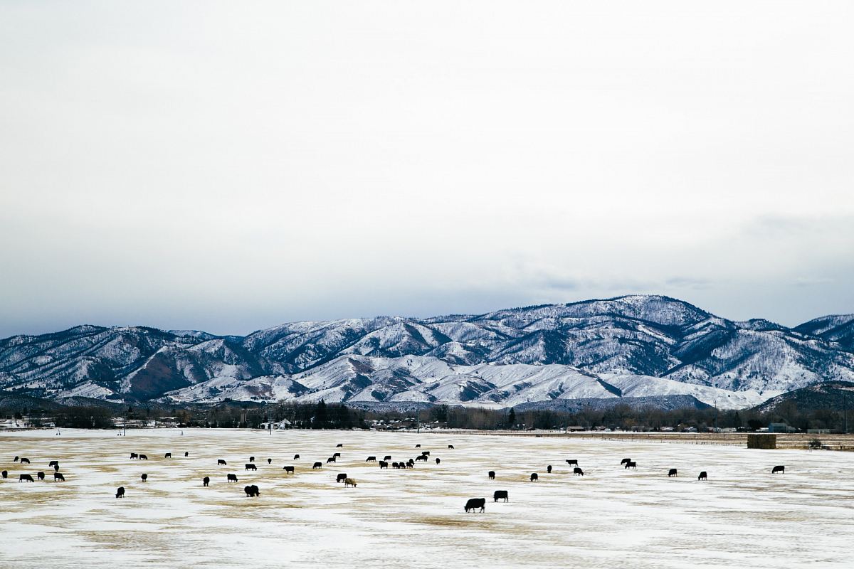 herd of black animals on field near mountain