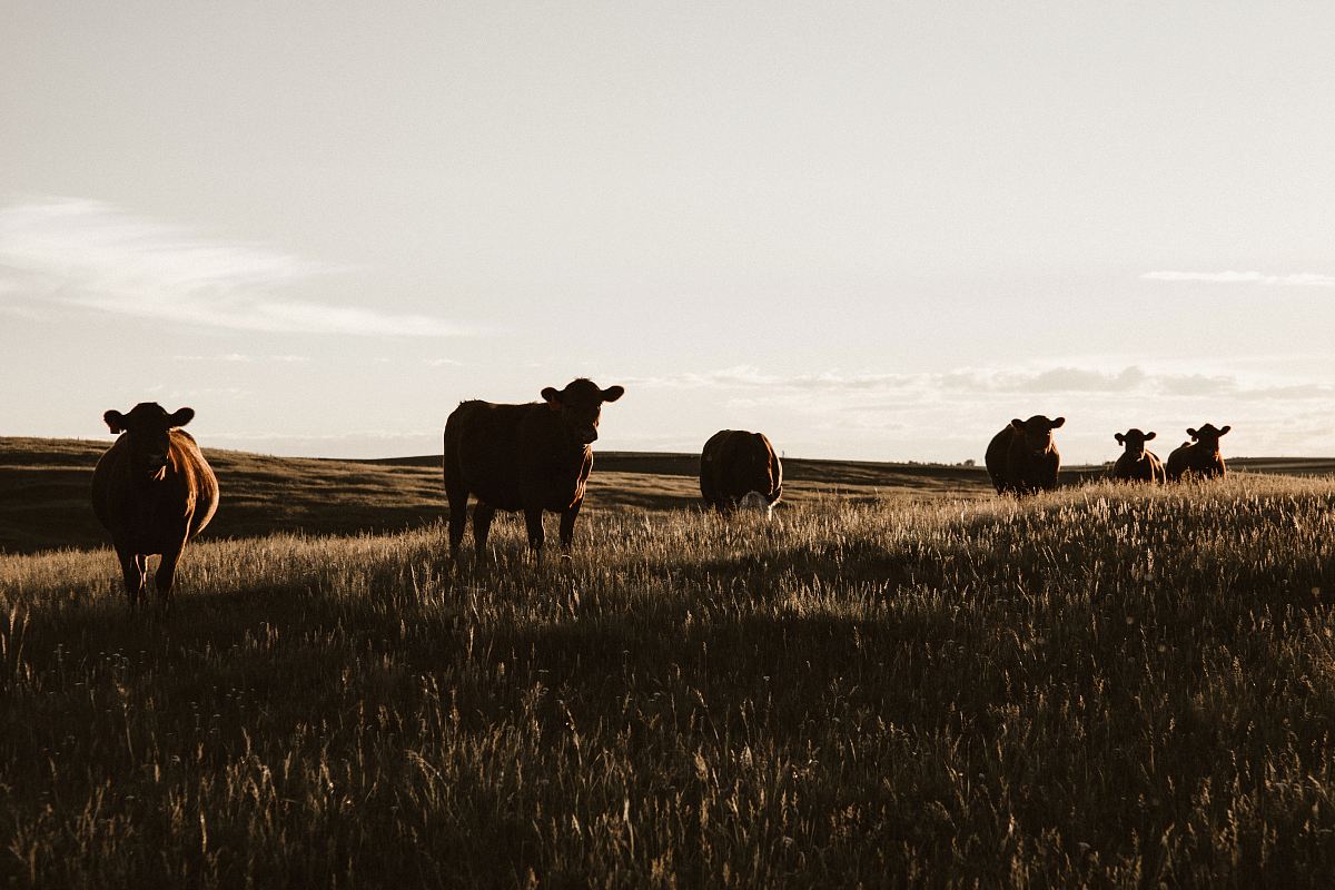 herd of cows on grassland