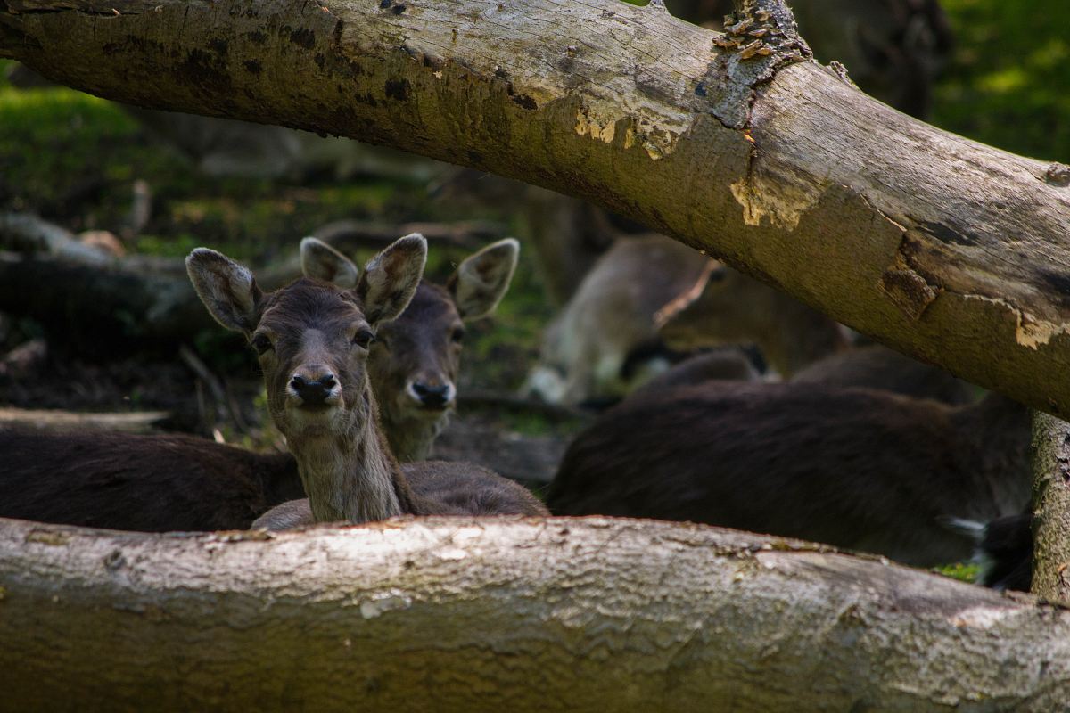 herd of deer under tree log